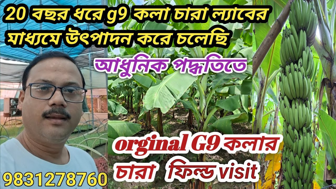 G9 কলার ফিল্ড visit # G9 Banana Farming #9831278760 Arunava