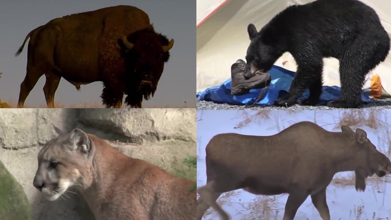 FOX 13 News 360: Handling the rare but real dangers from big mammals in Utah