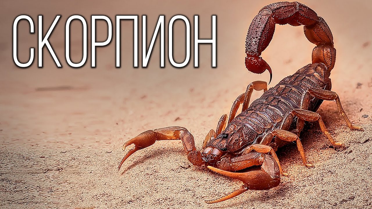 Скорпионы: Древние Воины Пустыни | Интересные факты про скорпионов