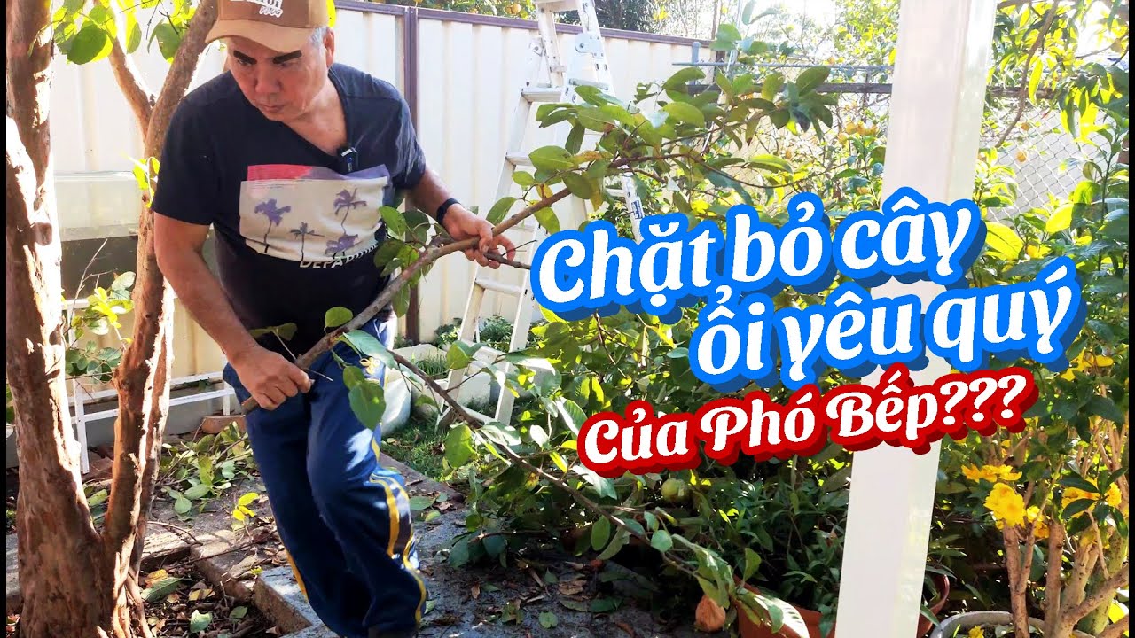 Cuộc Sống Úc: Tỉa CÂY ỔI sau vườn nhà ở Úc 🇦🇺