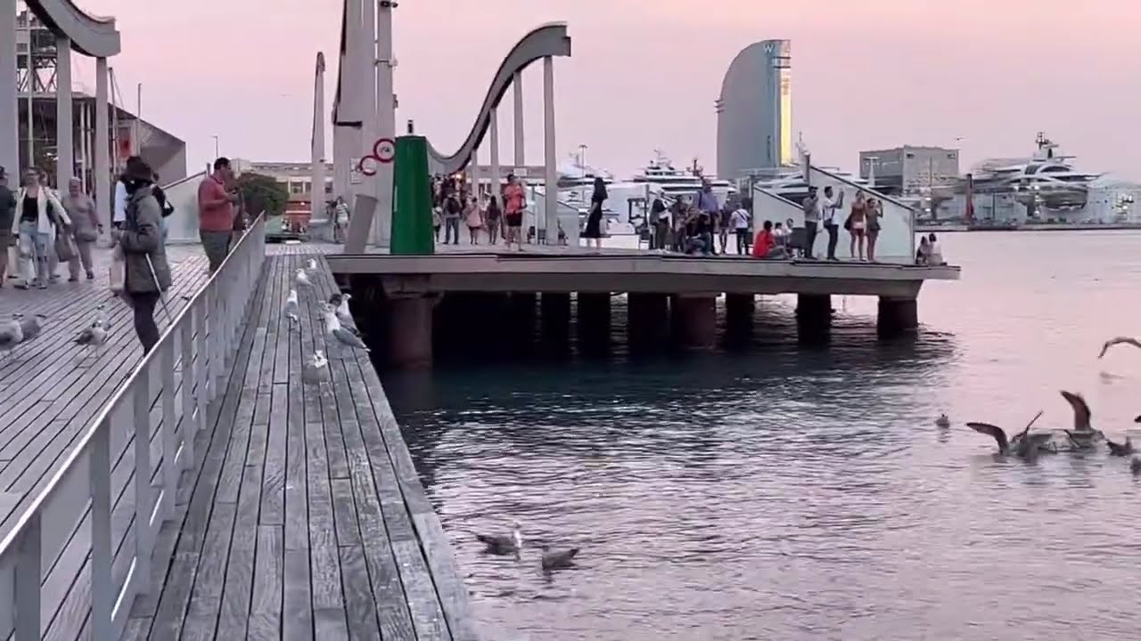 SEAGULLS -PORT VELL BARCELONA