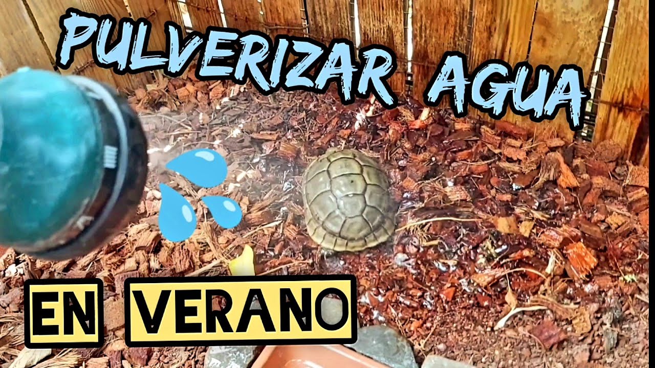 PULVERIZAR AGUA A TU TORTUGA EN VERANO LE GUSTARÁ
