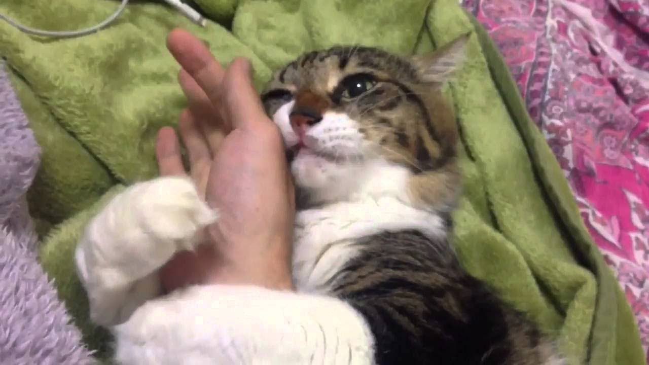 【抱きつき猫】ぎゅ〜！そんなふうに抱きつかれたら可愛すぎて動けない Cat hugging【癒される】