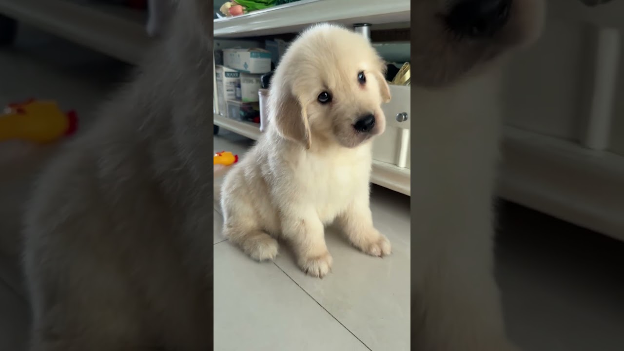 This Cute Golden Retriever Puppy Affection Is Next Level