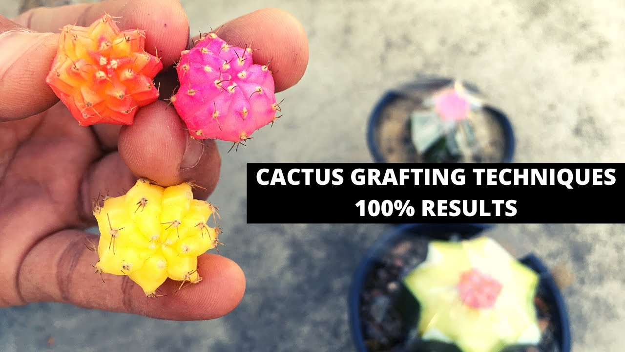 Moon Cactus Graft | Cactus Grafting | Moon Cactus Plants | Moon Cactus Care | Garden Hobby