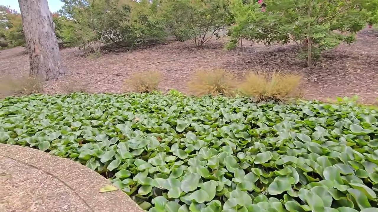 Lotus Garden