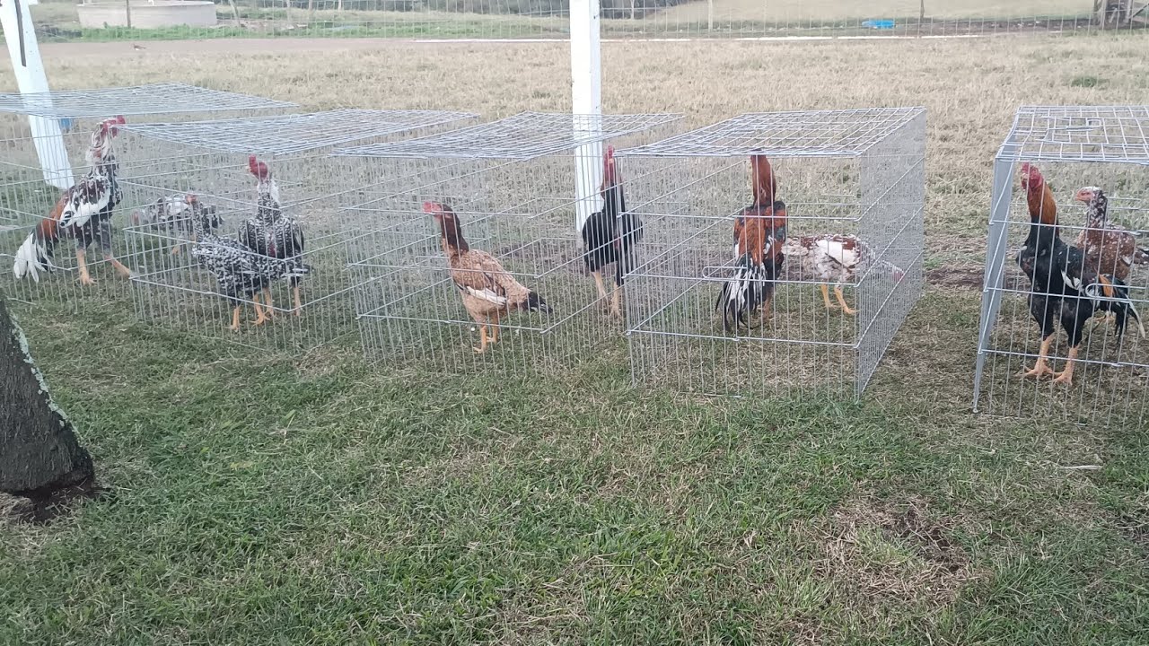 Os galos mais lindos do Brasil .