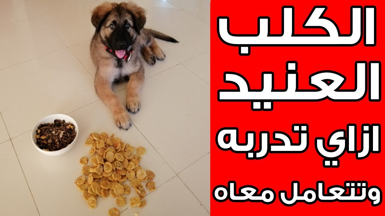 ازاي تدرب كلب عنيد | تدريب جرو مالينوا عنيد جدا علي امر المنع والنتيجه مدهشه وحل مشكلة العض تماما
