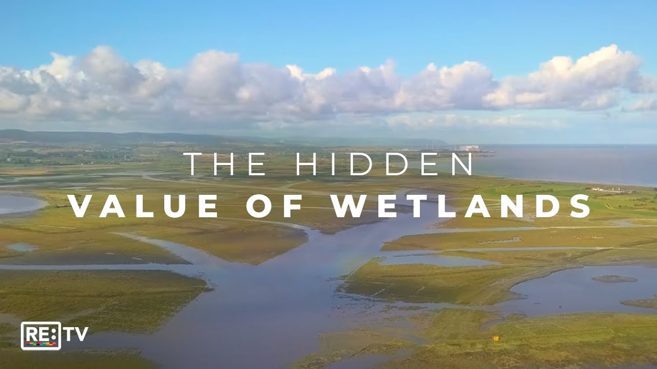 Wildfowl and Wetlands Trust: Restoring The World's Most Effective Carbon Sinks