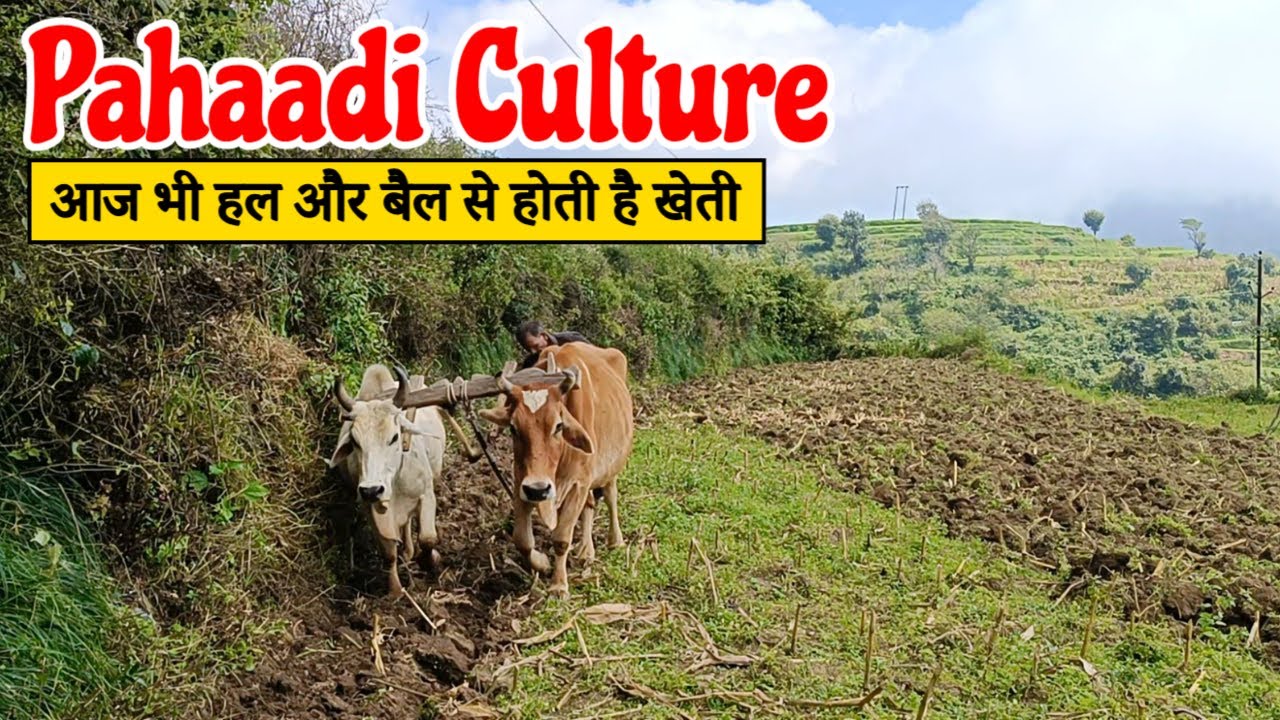 Uttarakhand में पहाड़ों पर होती है इस तरह से खेती | ट्रेडिशनल तरीके से हल और बैल से खेती | Mountains