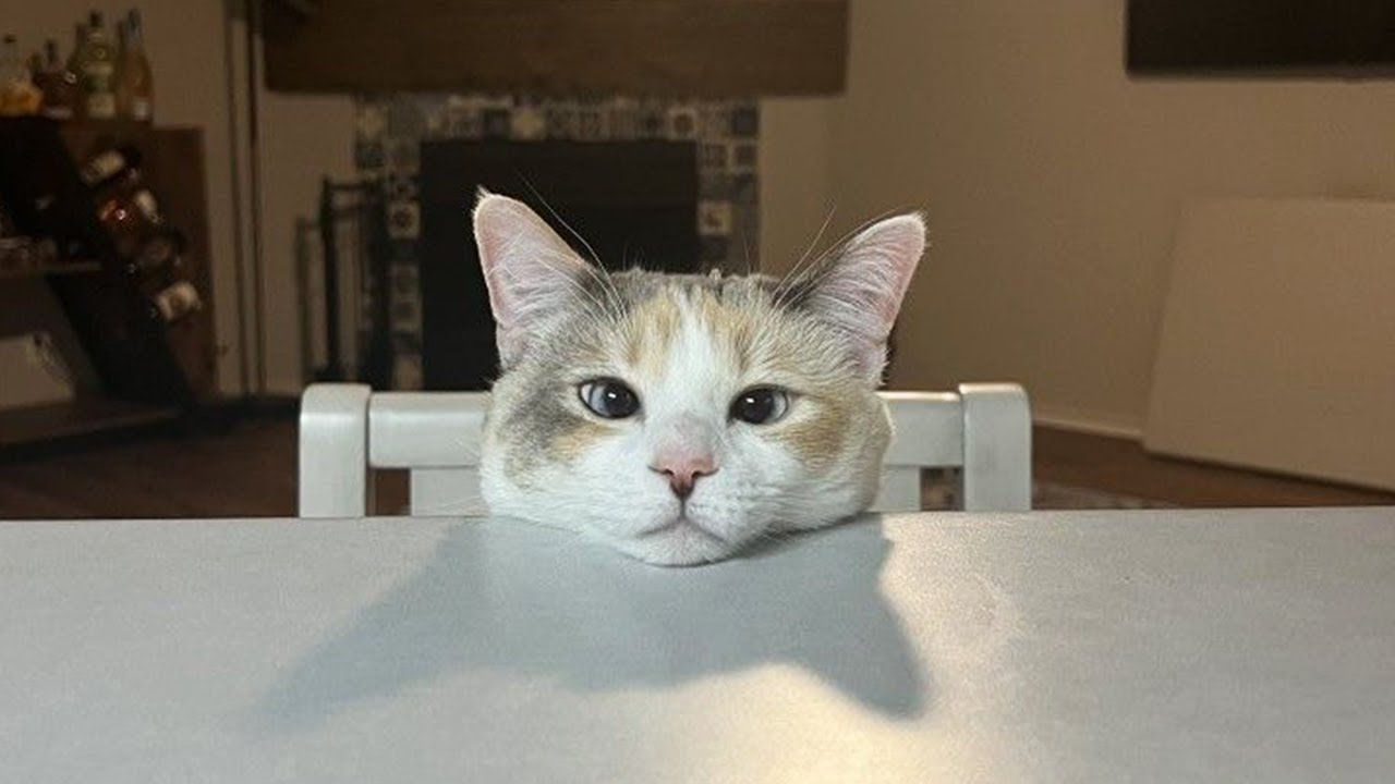 New Funniest Cats Clips 2025😼Try Not To Laugh😜 #44