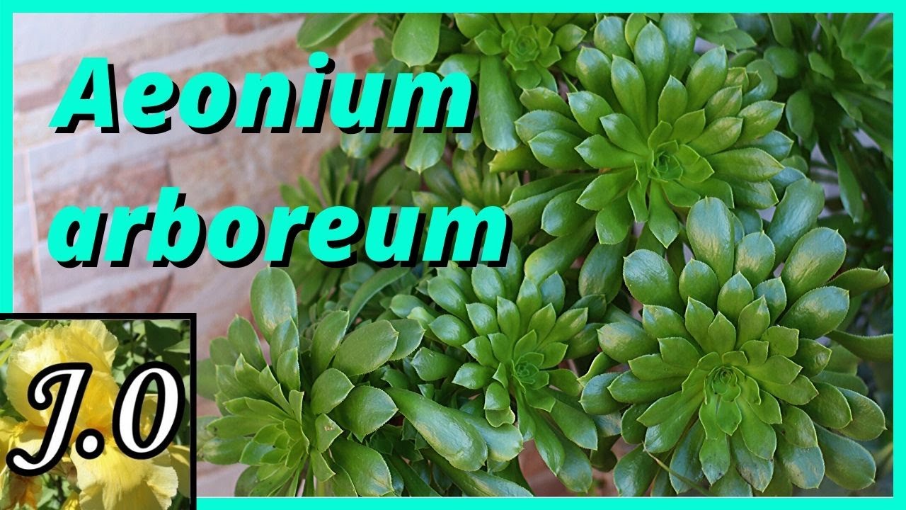 Cuidados del Aeonium arboreum [+ Reproducción]🍀