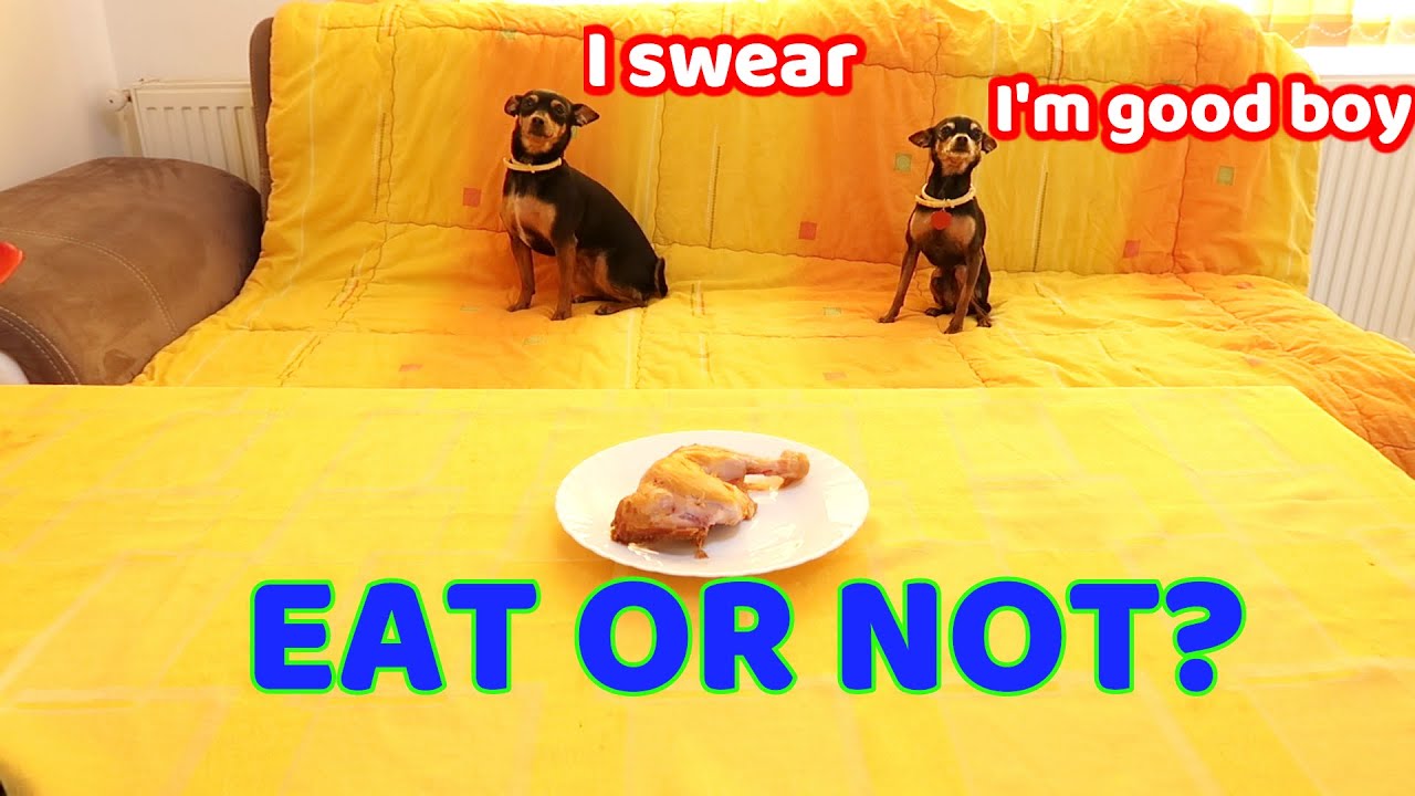WILL MY DOGS STEAL THE FOOD WHILE IM AWAY [FUNNY VIDEO] [PINSCHER]