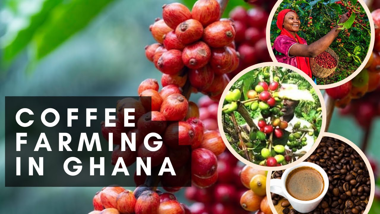 Coffee Farming In Ghana: Challenges to Expansion.
