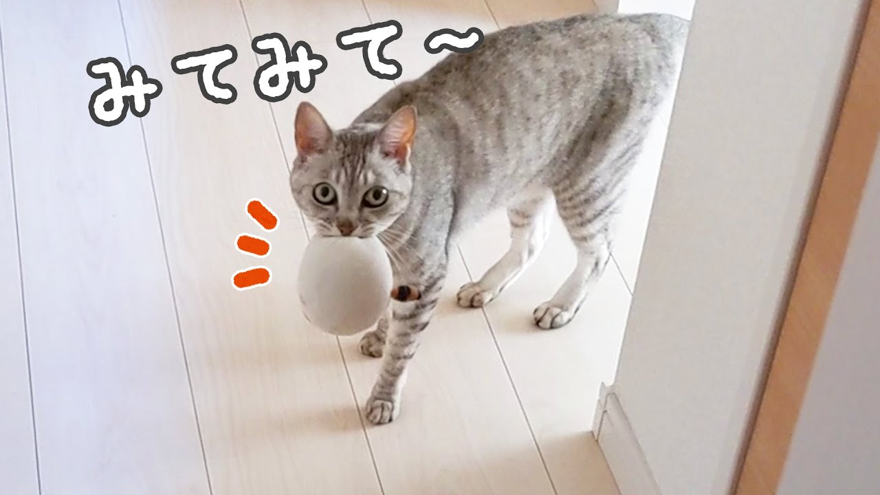マロちゃんがドヤ顔でぬいぐるみを持ってきてくれました…！