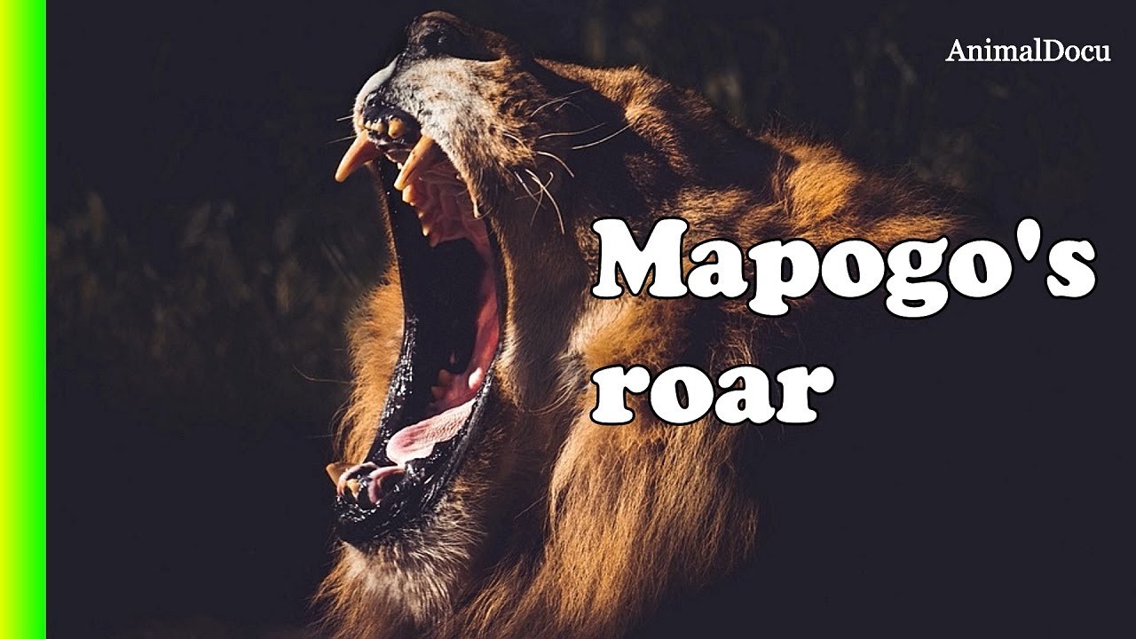 ASÍ RUGÍAN LOS MAPOGO