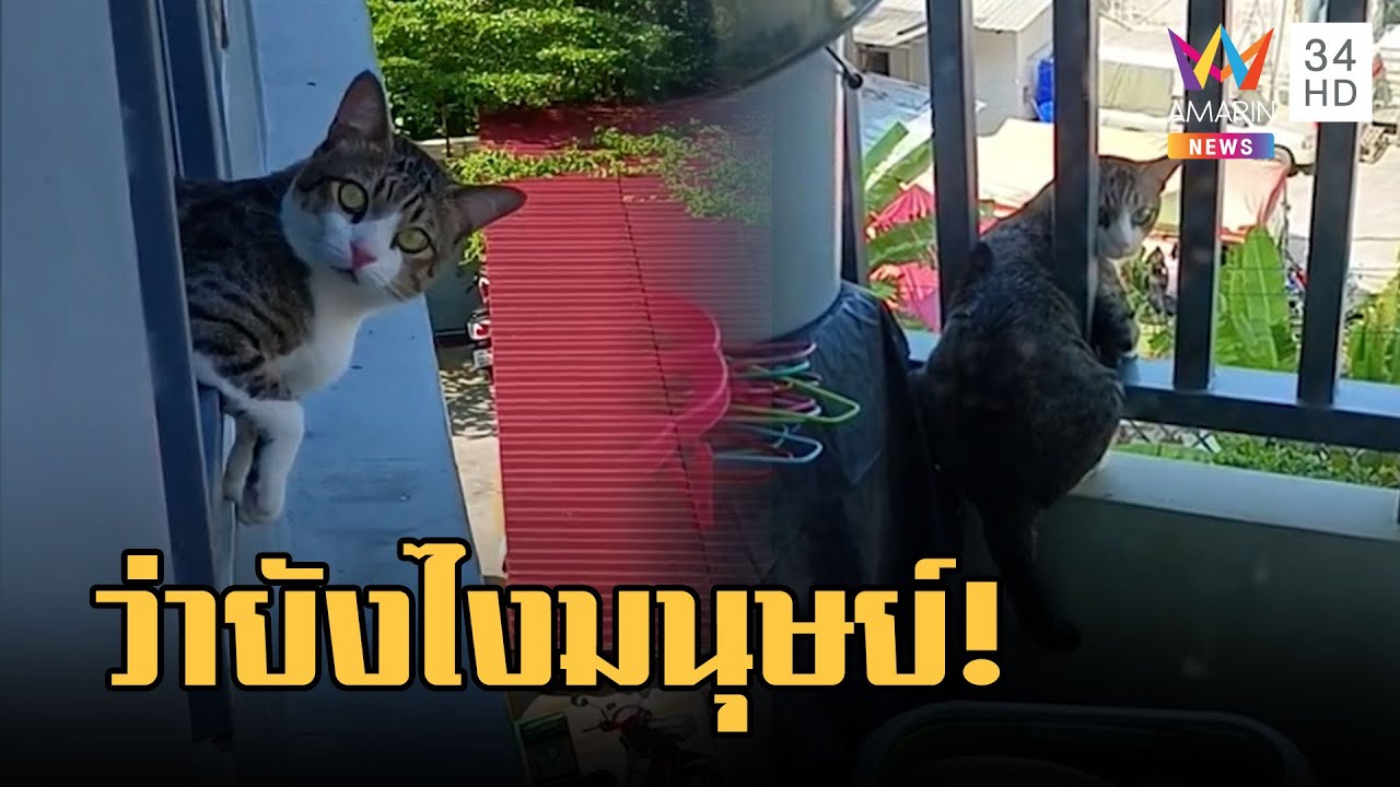 มองอะไรมนุษย์! น้องแมวเพื่อนบ้านโผล่รับลมตอนเช้า