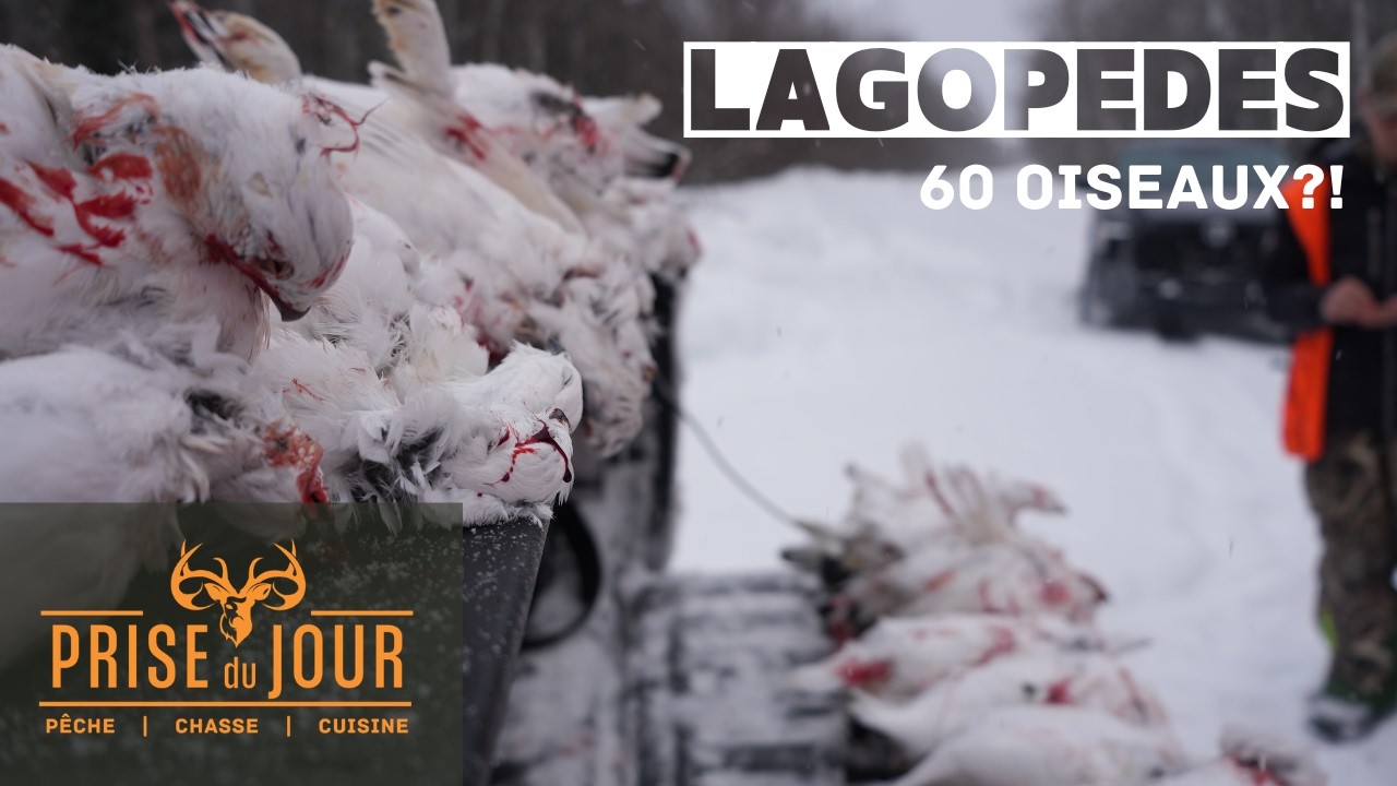 Ma première chasse au Lagopède!