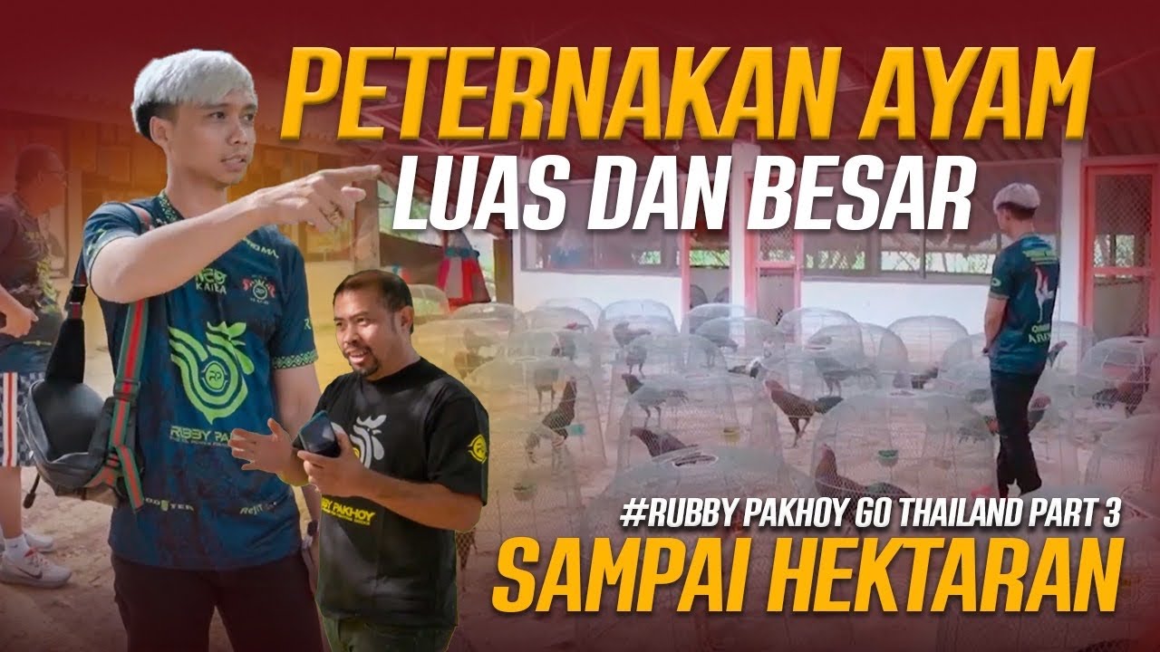 RUBBY PAKHOY GO TO THAILAND PART 3 | PETERNAKAN LEGEND DI THAILAND