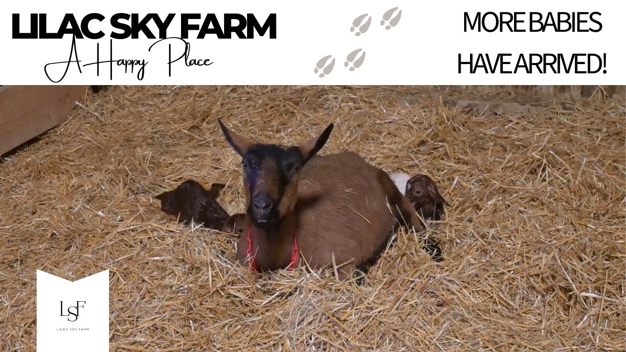 More Baby Goats Have Arrived, A Set of Twins Have Arrived On The Farm