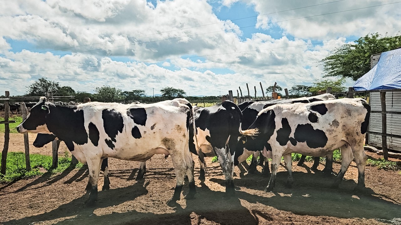 30 KG DE LEITE POR DIA NA 1º CRIA, FAZENDA ZÉ DE DANDA EM CACHOEIRINHA PE!!