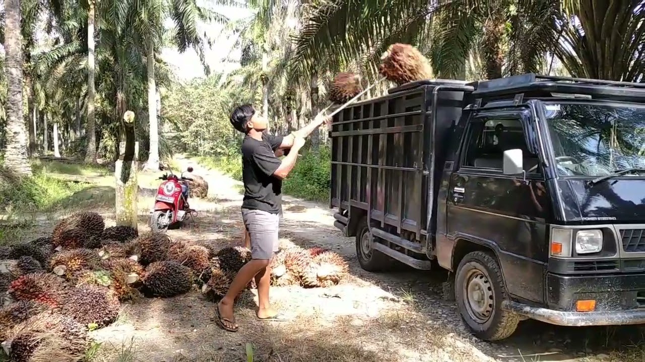 efek buah ngak ada canter libur dulu. ELTOR beraksi