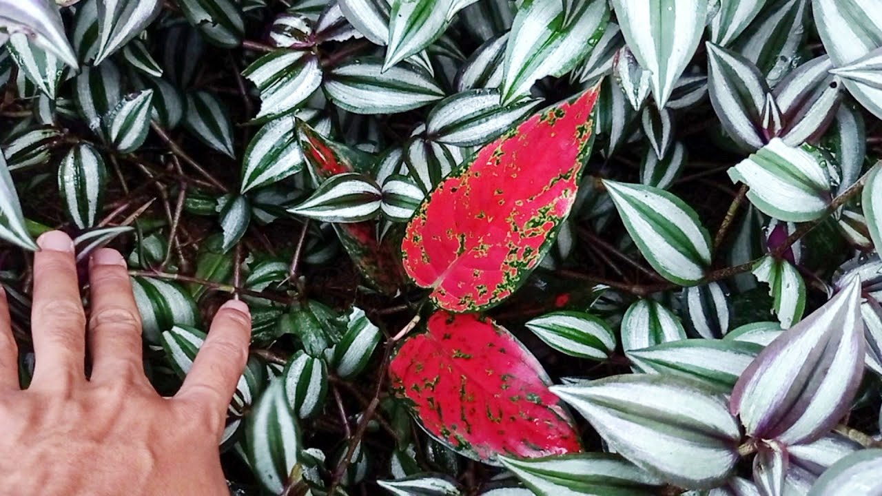 AGLAONEMA NYA SEMBUNYI!! Sayang Kebun Tanaman Hias Gak Terawat