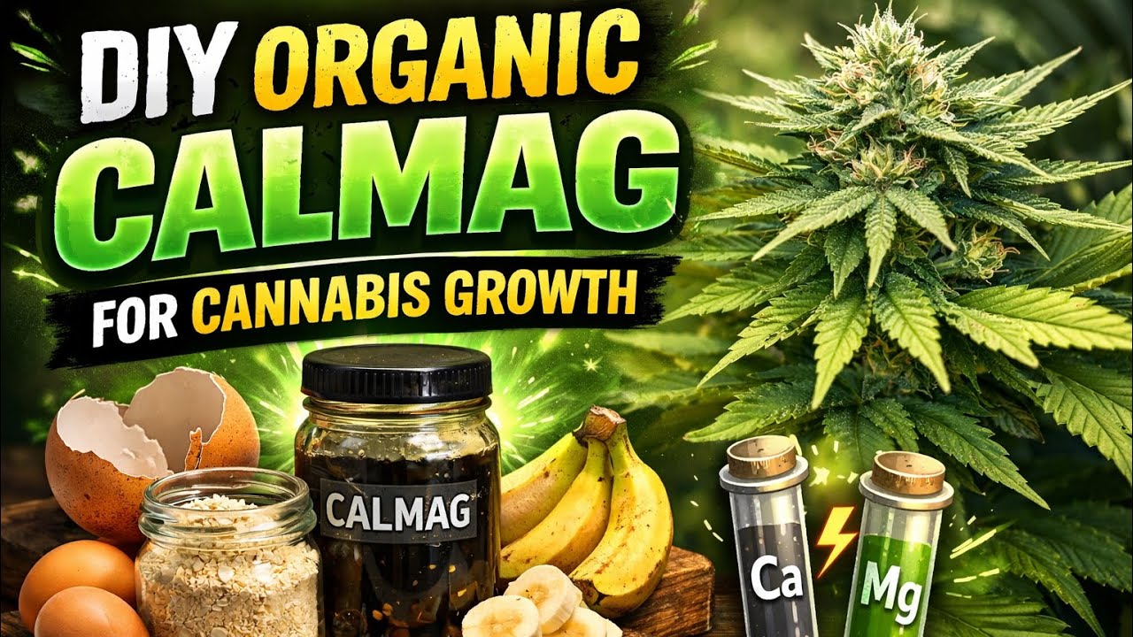 How To Make DIY Cal-Mag Nutrients For Cannabis Growth | Cheap and Organic Method