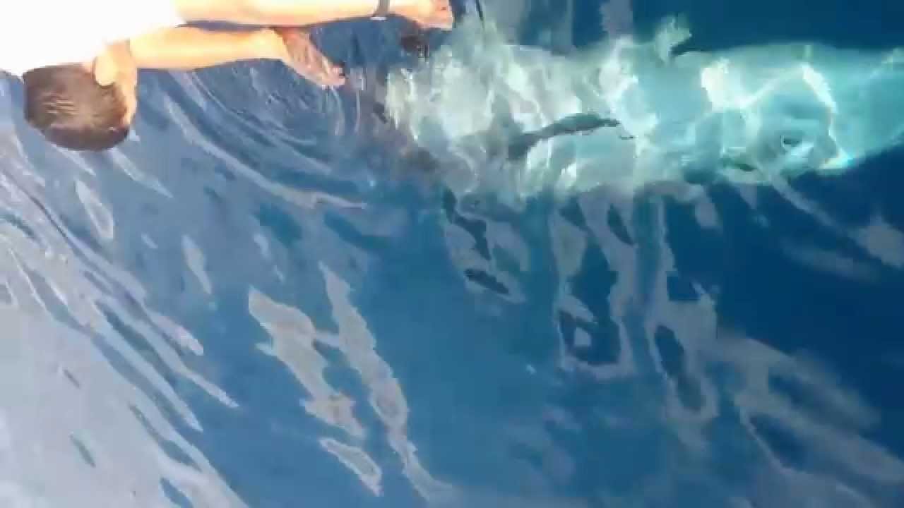 i Delfini di Golfo Aranci