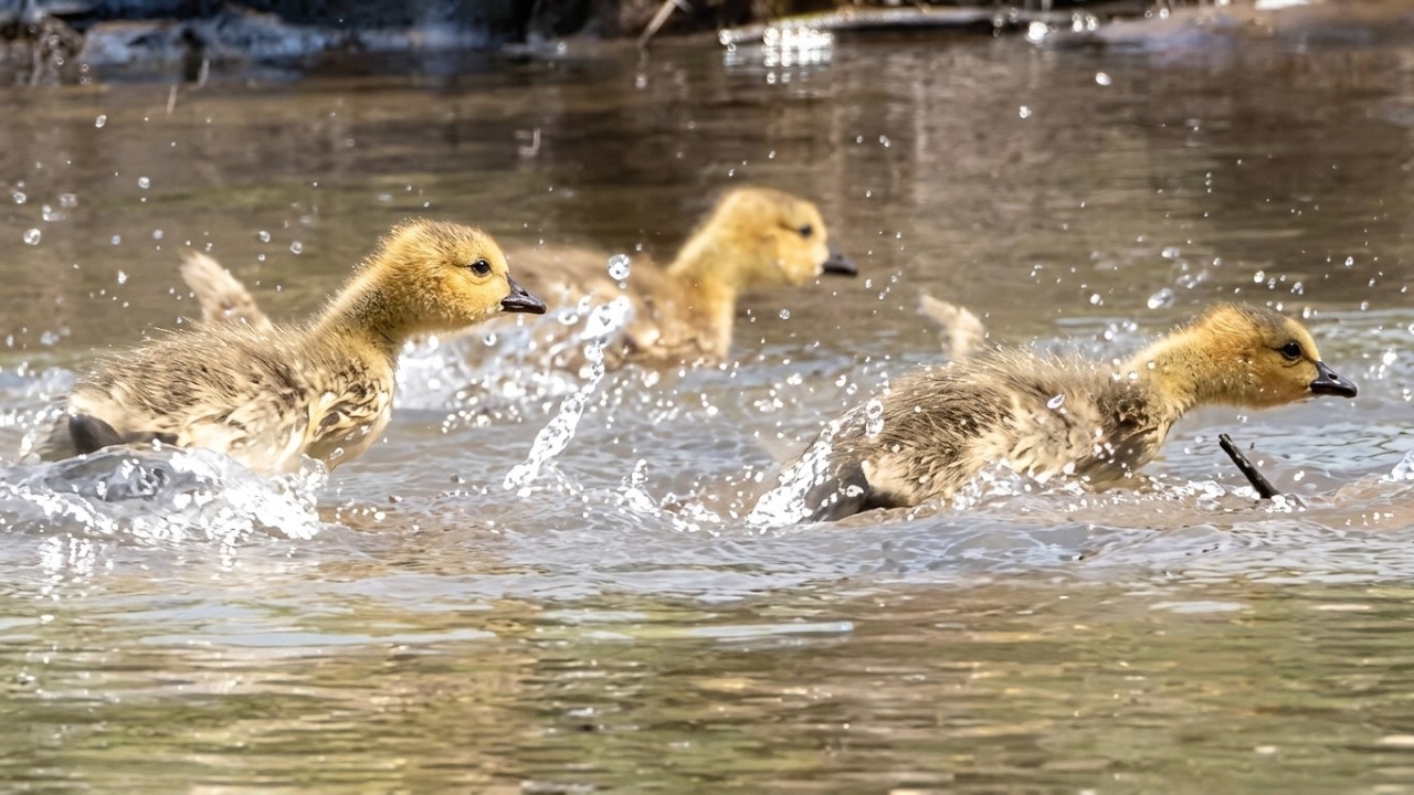 Baby geese call sounds, running on water