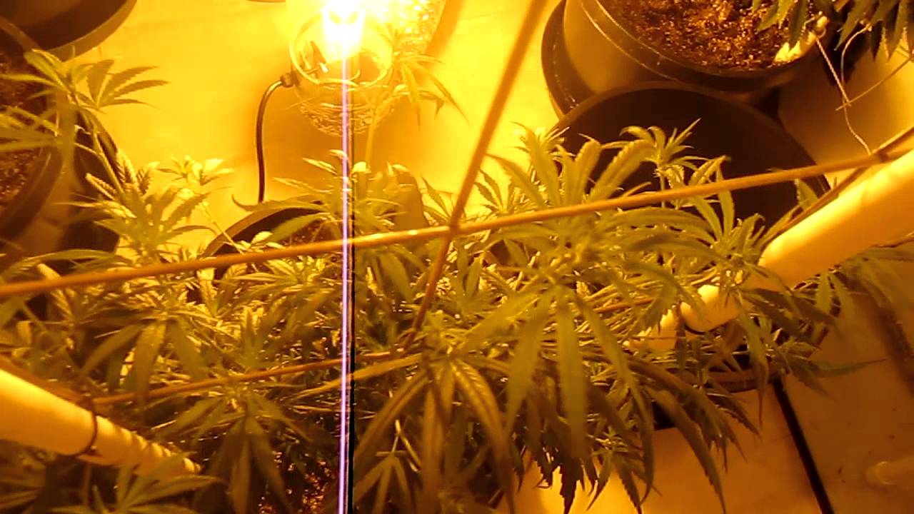 vertical scrog day 10