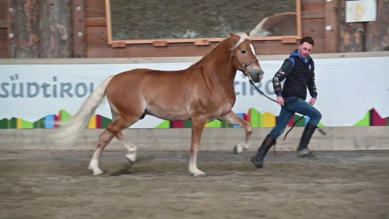 WISHKEY VAN SEADRIFT 040003823931315 &ndash; Haflinger-Hengstparade 2021