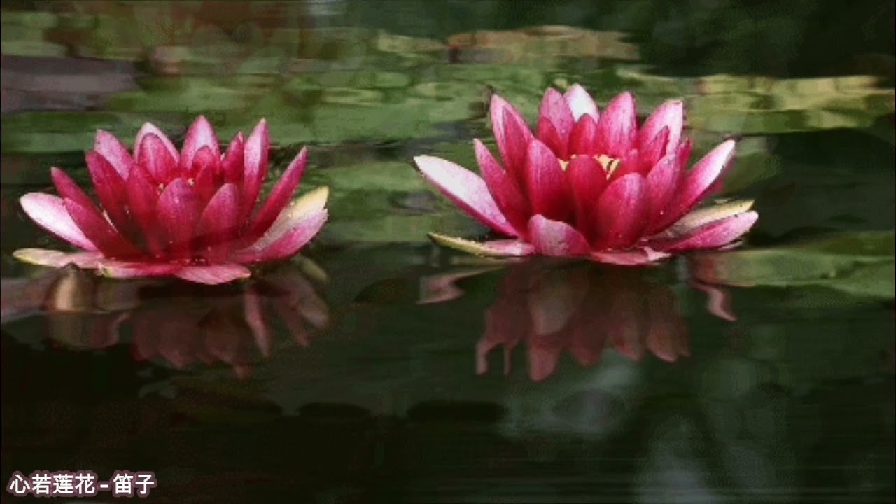 心若莲花-笛子