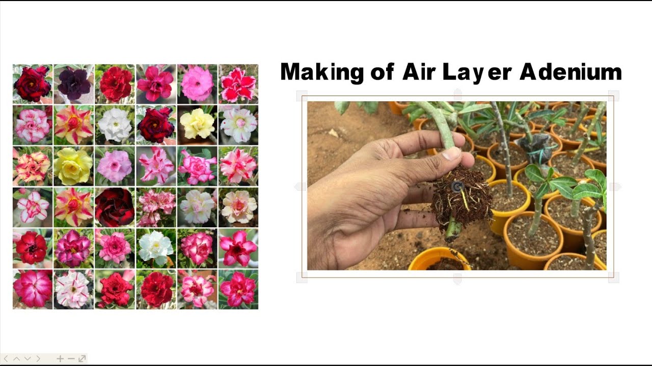 How to make Adenium Air Layer Method  - Indian Gardens #Adenium #airlayer