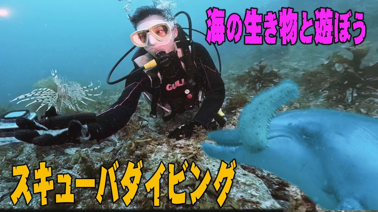 【スキューバダイビング】海の生き物と遊ぼう！　傷ついたバンドウイルカを助ける