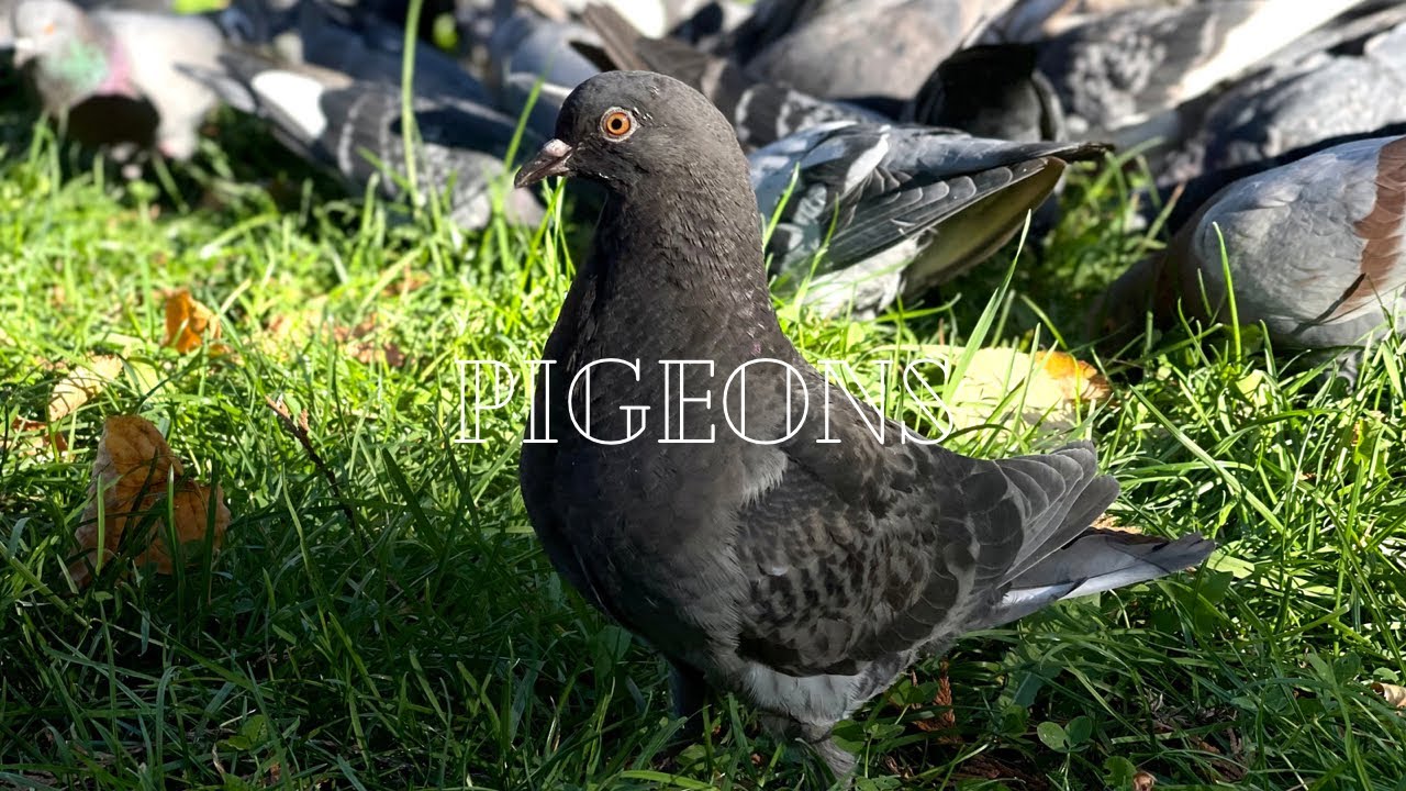 Pigeons in the park