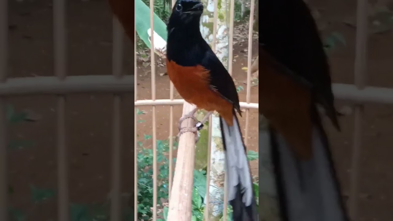 Suara lantang burung murai batu sang juara