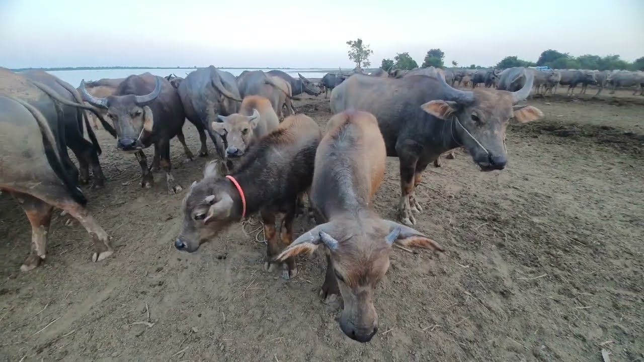Many buffaloes are playing in the water at the riverbank.