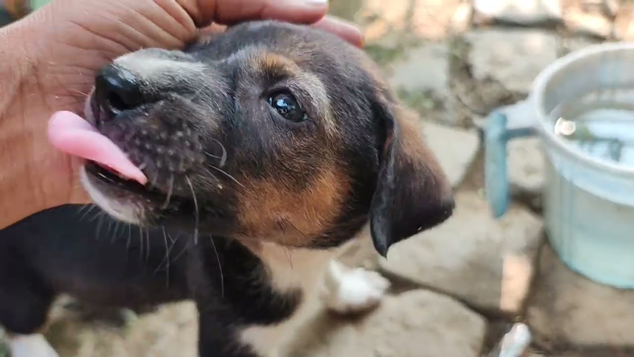 Dog #Dog #dogs #babydogs #babydog #desidog #desibabydog #puppy #puppydogs #puppydog 