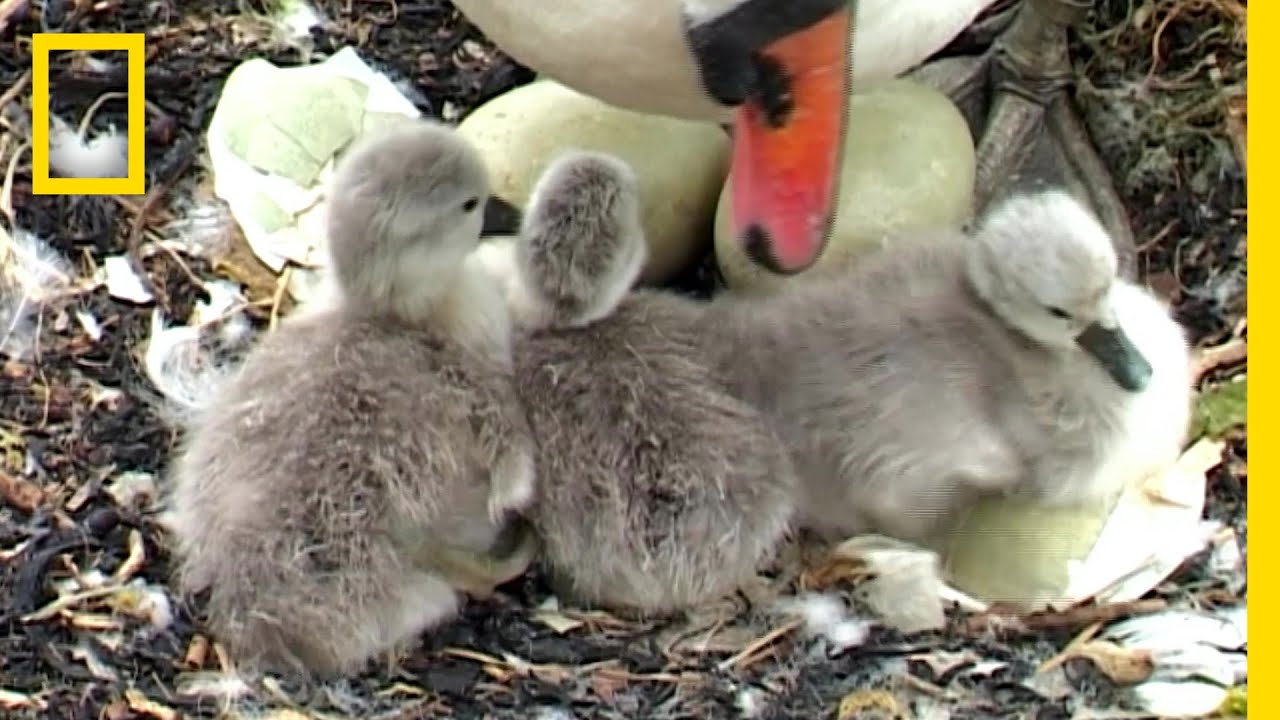 幸せを守るハクチョウの家族 |&nbsp;ナショジオ