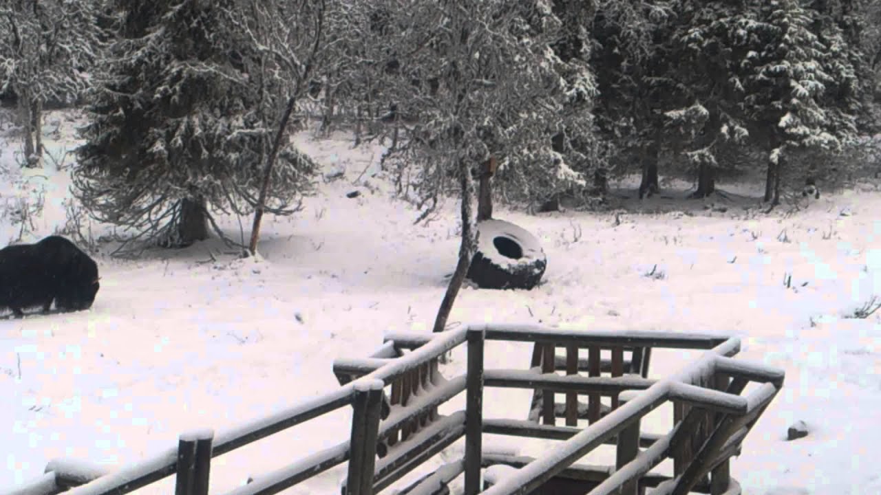 H&auml;rje leker i sn&ouml;n