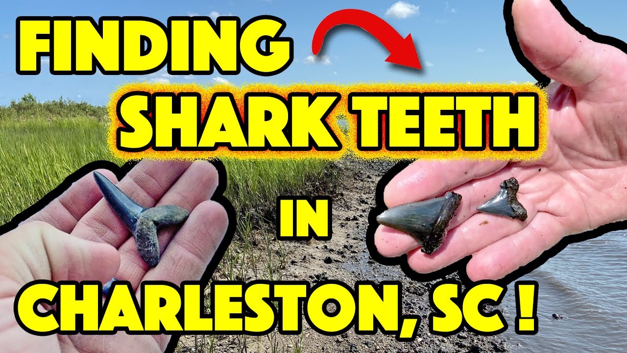 We Found More Amazing SHARK TEETH in Charleston, South Carolina!