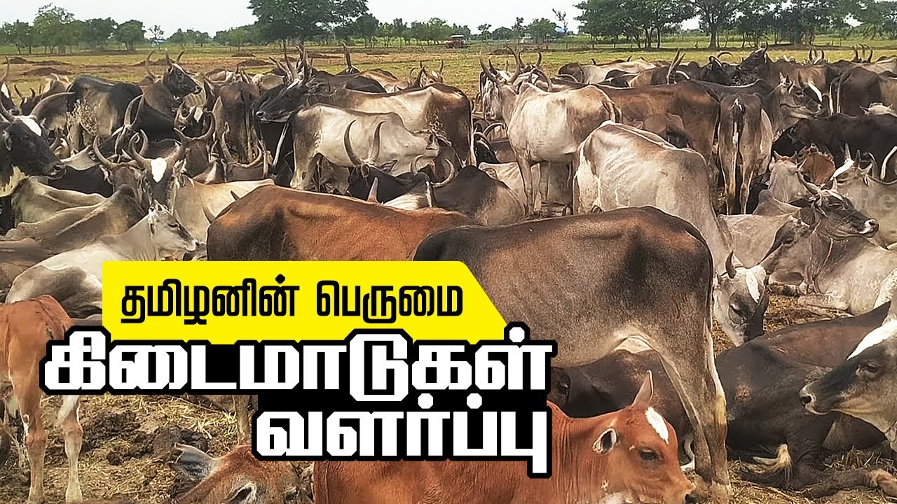கிடைமாடுகள் வளர்ப்பு | Kedai  Madukal valarppu | நாட்டு மாடு வளர்க்க ஆசையா |