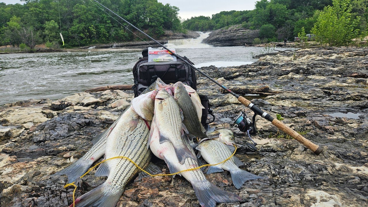 Catching BIG Hybrid Stripers At Little Blue State Park. This Lure Catches Big Ones!!