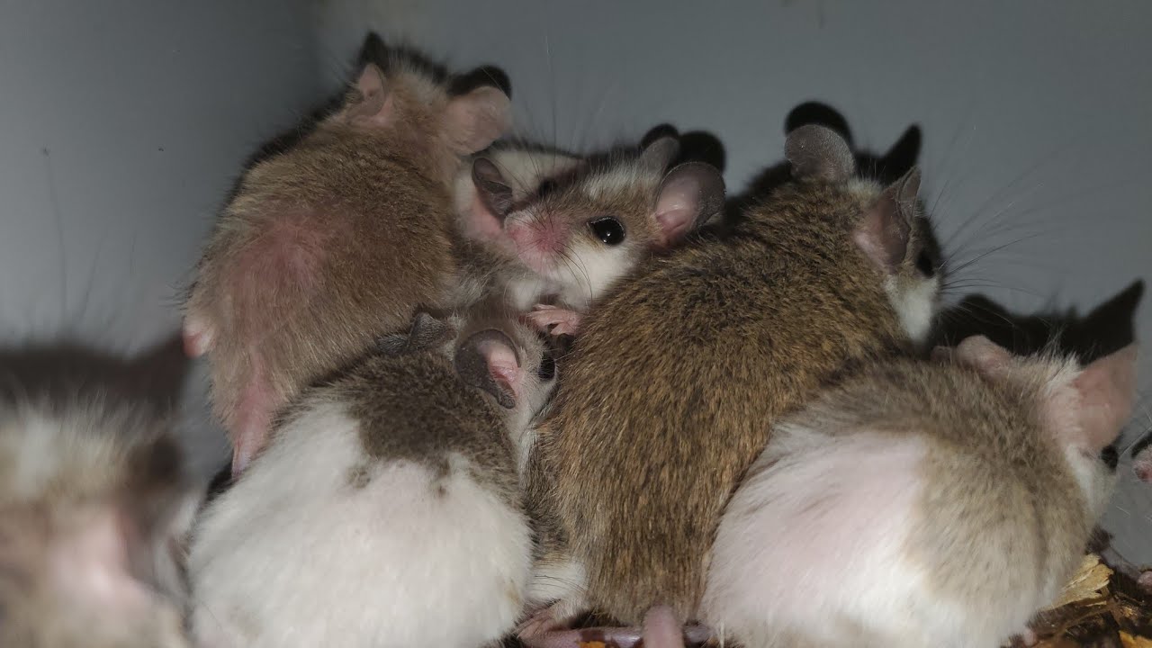 ASFs Vs. Rats Vs. Mice