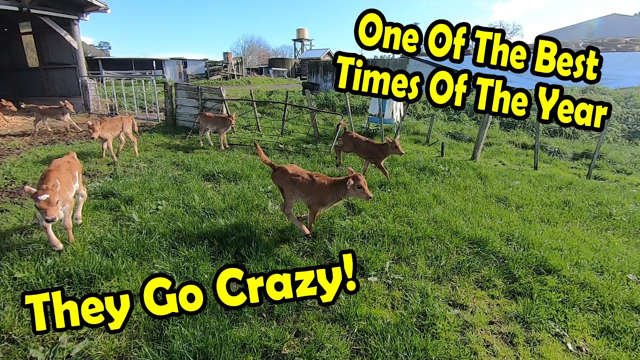 10 Day Old Jersey Calves See Grass For The First Time