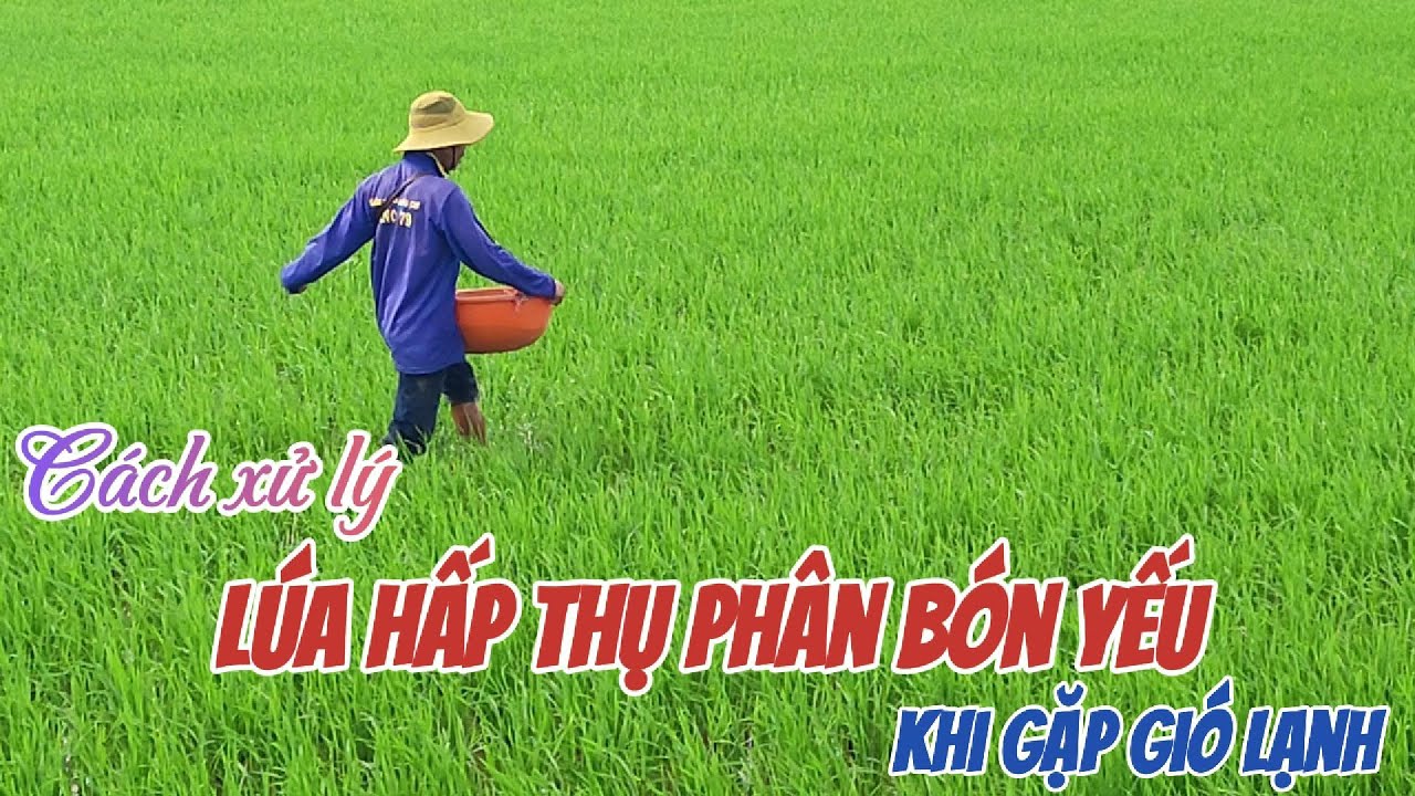 Lúa hấp thụ phân bón yếu khi gặp gió lạnh – xử lý sao cho đúng? | Hai Lúa Vàng