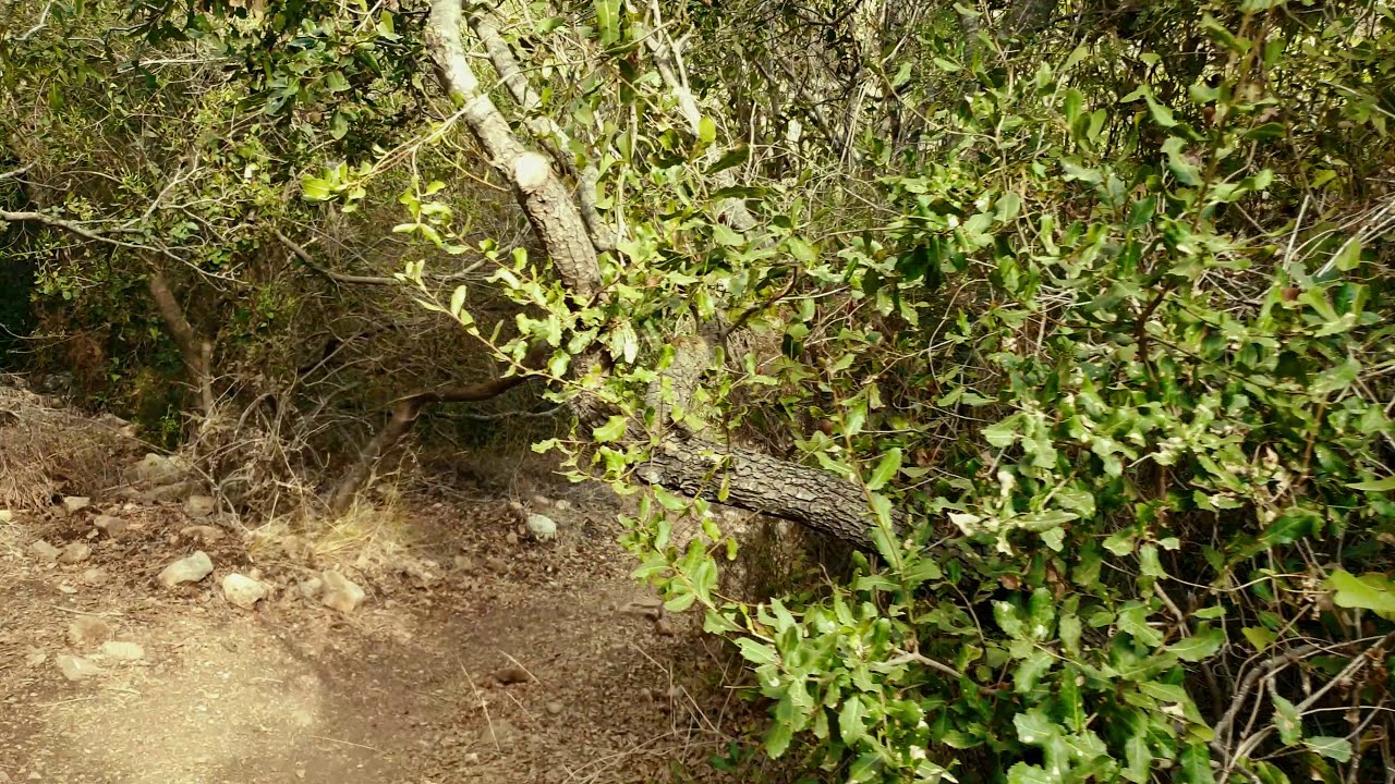 4k.Carmel forest.Israel.travel.dji mavic air 2.