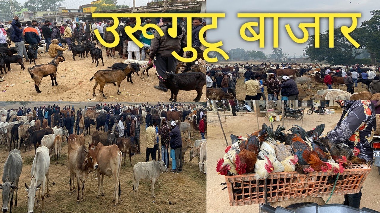 उरूगुटू बाजार | बकरी बाजार