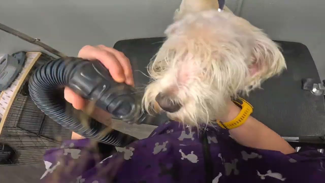 FLEA INFESTED Schnoodle